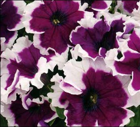 петуния   крупноцветковая гофрированная   Petunia grandiflora
